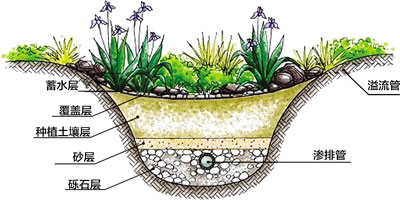 植草沟剖面图